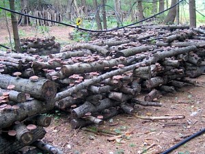 mushroom+logs