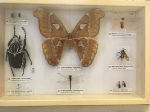 Photograph of a display of some examples of extreme insects, on display at the HUB Robeson Gallery at Penn State