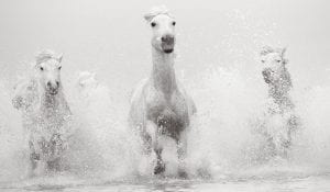 Image of horses running through water