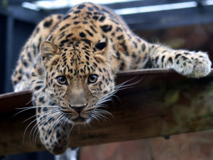 Leopard_in_the_Colchester_Zoo