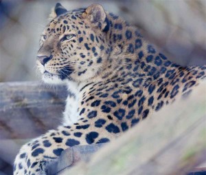 amur-leopard
