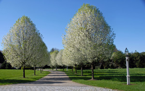 peartrees