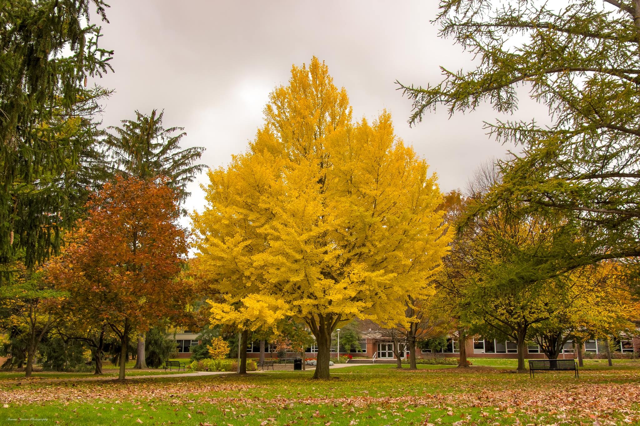 fall at Penn State Altoona