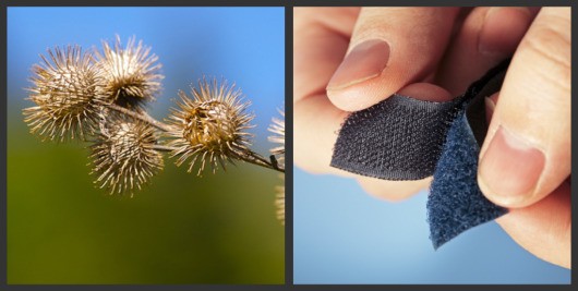 Biomimicry – The Burr and the Invention of Velcro