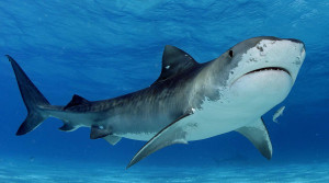 tiger-shark-picture-swimming-pictures_261284