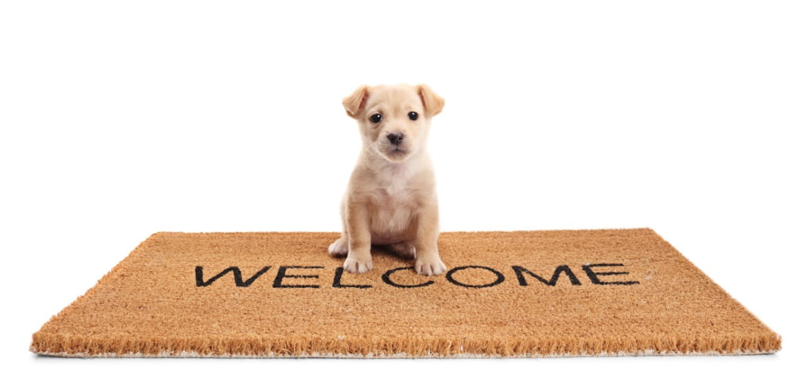 Puppy on welcome mat