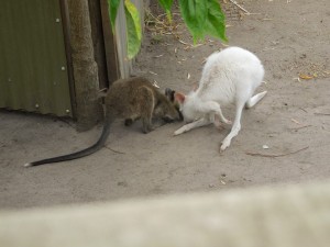 Wallaby on the left and albino kangaroo on the right