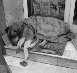 homeless_dog2_by_dratlantis