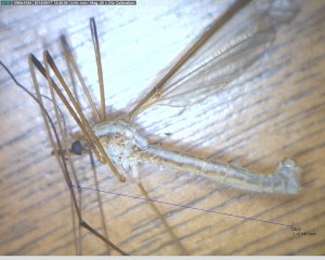 Tipula oleracea. -UTAH2