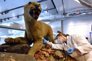 Schreyer Honors Scholar Maya Evanitsky searches for the best place to remove a skin sample from the "Original Nittany Lion," the more than 150-year-old specimen that resides at Penn State's All-Sports Museum. Evanitsky combined her major in biochemistry and molecular biology with her interest in anthropology and ancient DNA and will spend this summer sequencing and analyzing DNA from the Nittany Lion.  Image: Pat Little