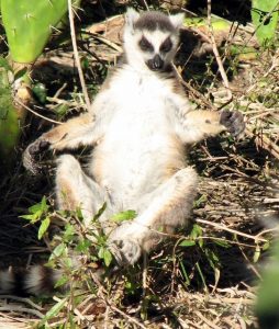 Lemur catta laying on its back, sunning itself