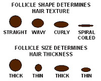 follicleShape