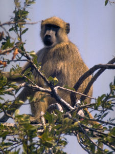 Baboons are a common Baobab visitor for its fruit (http://commons.wikimedia.org/wiki/Papio#mediaviewer/File:Papio_cynocephalus_%28Malawi%29.jpg)