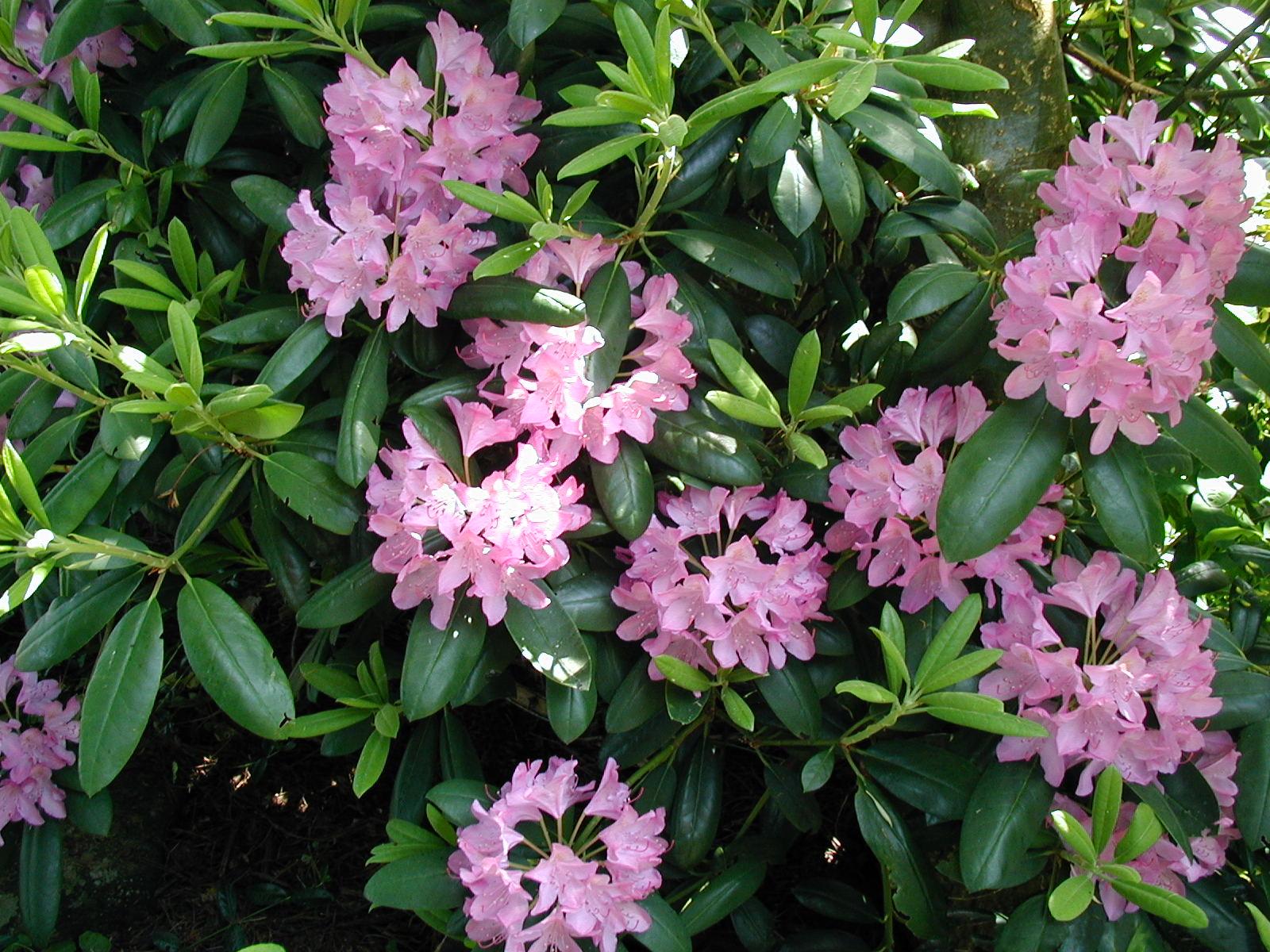 Details about   10 Azalea plant cuttings Tsutsuji Pentanthe Rhododendron plants cuttings seeds