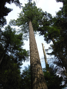 Old eastern white pine in New York state. Photo by Chris M.