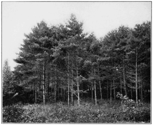 Stand of white pine trees. Photo by unknown. Appeared in Popular Science in 1912.