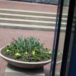 photo from the bus door of a planter filled with pansies and tulips in front of the HUB