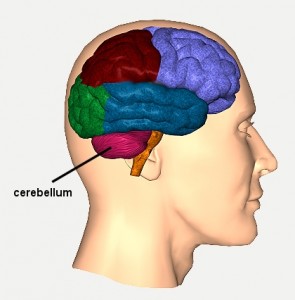 cerebellum11