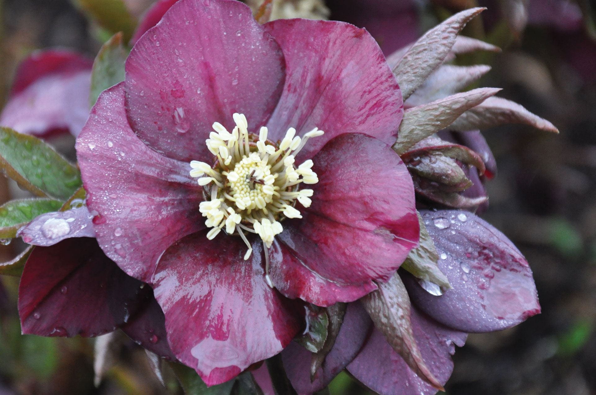 There are more than 663 individual specimens comprising more than 7 unique species, hybrids, and cultivars currently growing in the Arboretum. The majority of the hellebore collection can be found around the Overlook Pavilion, Event Lawn, and in the Rose and Fragrance Garden.