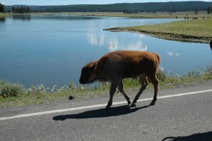 baby bison on road