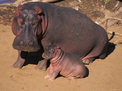 hippopotamus hippos snakes danger reshma