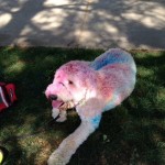Image of a dog at the Color Run.