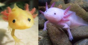 baby-axolotls