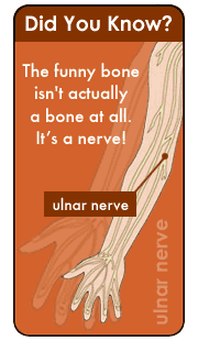 Funny bones aren't funny | SiOWfa14 Science in Our World: Certainty and Cont