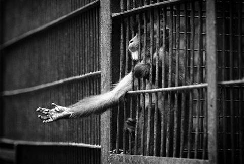 Do zoos drive animals insane? | SiOWfa14 Science in Our World: Certainty  and Cont