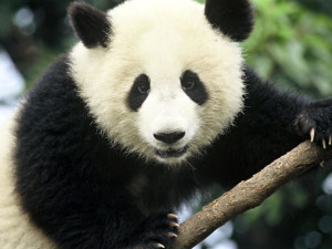 Giant_Panda_Hero_image_(c)_Michel_Gunther_WWF_Canon