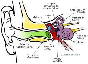 500px-Anatomy_of_the_Human_Ear_svg-cropped