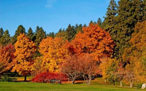 autumn-colours-wallpapers_14202_1920x1200893