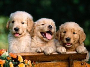 golden-retriever-puppies-03