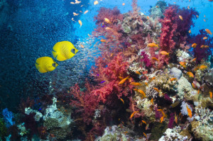 Coral reef with butterflyfish