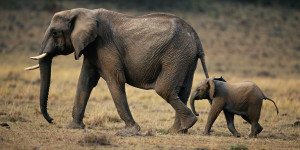 African elephant (Loxodonta africana) and calf walking, Masai Mara N.R, Kenya