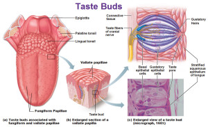 taste-buds-fungiform-papillae-vallate-papilla-gustatory-hairs-stratified-squamous-epithelium-of-tongue-taste-fibers-of-cranial-nerves