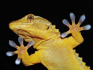 gecko-6