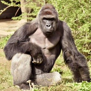 If only Harambe could share 98.8% of his DNA with us </3