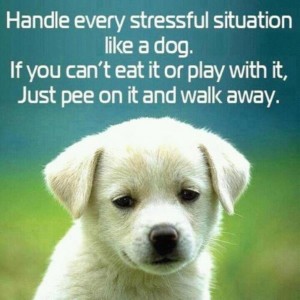 stress-dogs