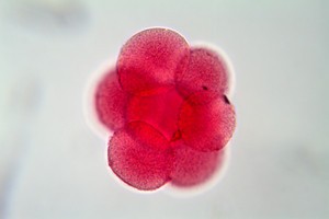 3d-printed-ovaries-restore-fertility-mice-5