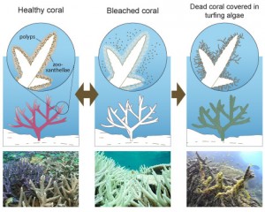http://imgarcade.com/1/coral-reef-bleaching-diagram/