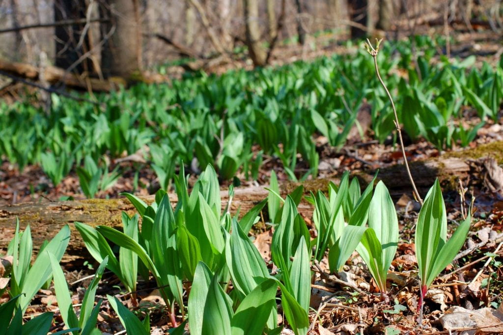 Ramps dotting the understory of a Pennsylvanian forest.